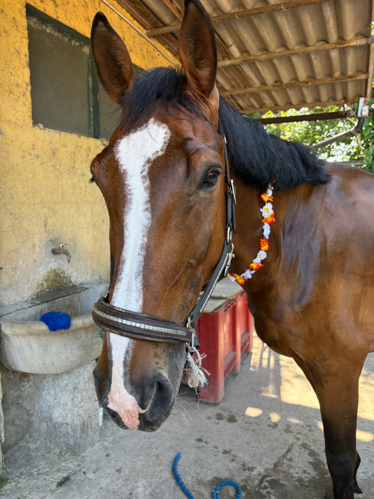 Cavallo preparato per una festa al Centro Ippico La Vigna